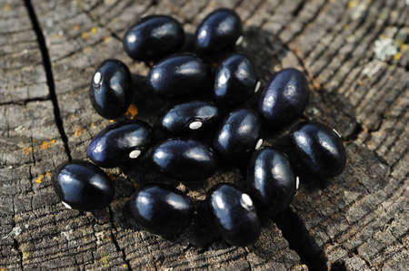 black beans の写真素材
