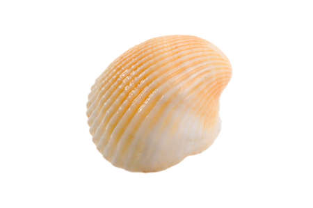 clam on a white background 