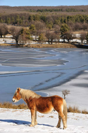 horse in winterの写真素材