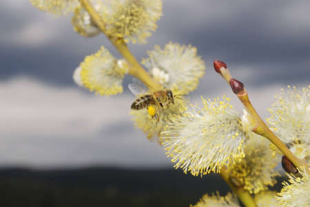 bee collects honeyの写真素材