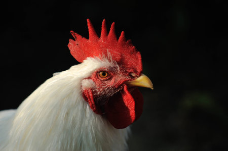 cockの写真素材