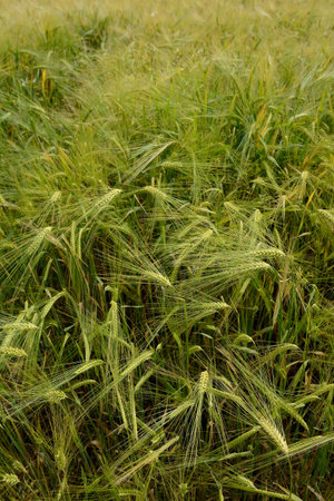 field of ripening wheatの写真素材