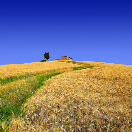 The hill of lonelinessの写真素材