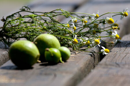 Chamomile and walnuts over a tableの写真素材