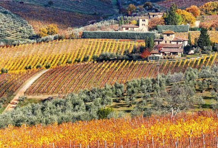 A beautiful cottage with vineyard in Tuscany (Italy)の写真素材