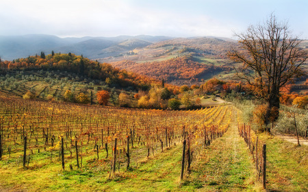 Beautiful autumn in chianti hills - Tuscanyの写真素材