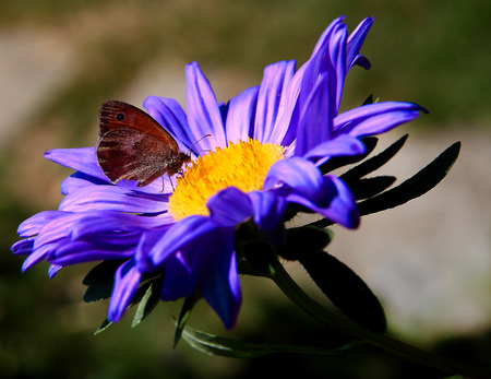 Butterfly over a violet daisyの写真素材