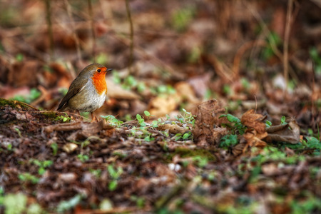 Robin bird in green grass posing in front of a blurred backgroundの写真素材