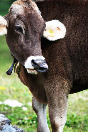 A beautiful cow show her long tongueの写真素材