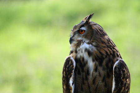 Great-Horned Owl  with red eyesの写真素材
