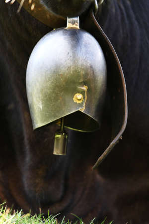 Cow bellの写真素材