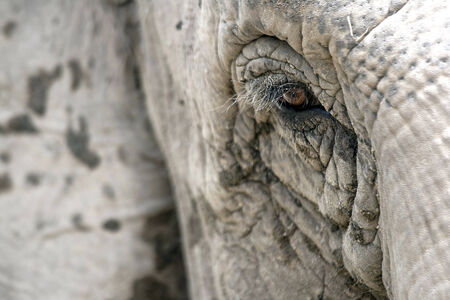 Eye of an elephantの写真素材