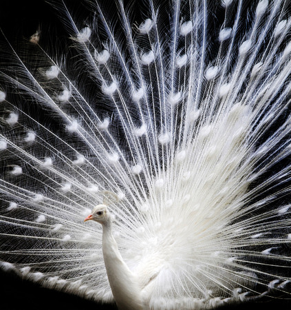 Beautiful white peacockの写真素材
