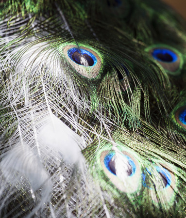 Particular of a white peacockの写真素材
