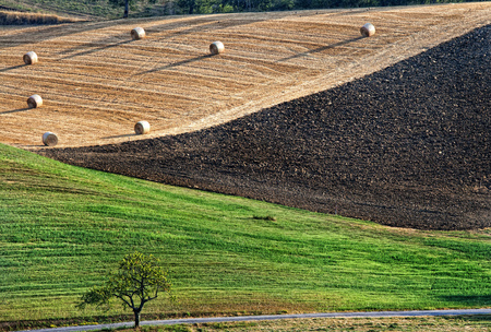 Agriculture landscape with straw bales and a tree on the roadの写真素材