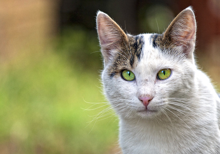Portrait of a cat with green eyesの写真素材