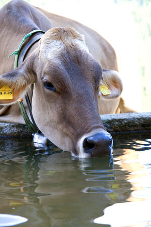 Young cow drinking water. Dolomiti Italyの写真素材