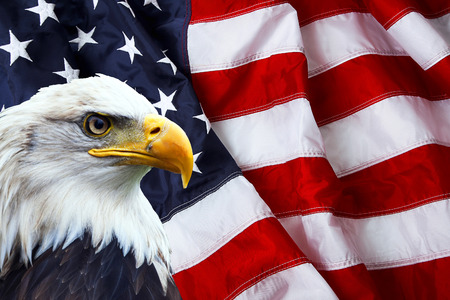 North American Bald Eagle on American flag North American Bald Eagle on American flag