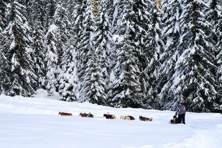 Dog sledding in the wood - Dolomitiの写真素材