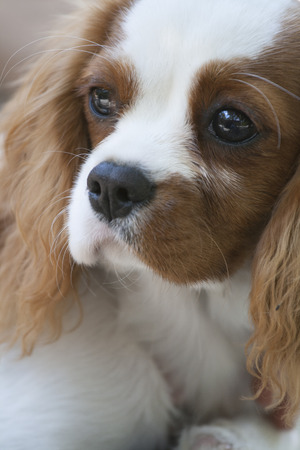 Beautiful cavalier king charles spanielの写真素材