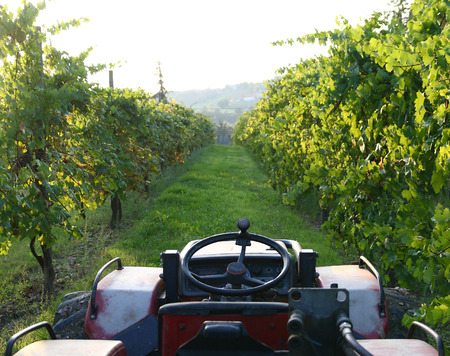 Wine business. Working with a tractor. Traditional labor in a sunny day.の写真素材