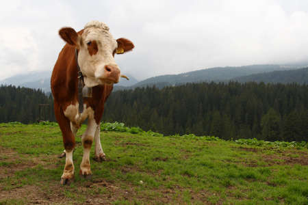 A cow in the high fields of the Dolomitesの写真素材