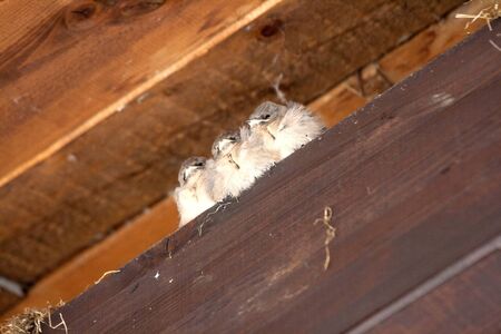 Three little sparrows waiting momの写真素材