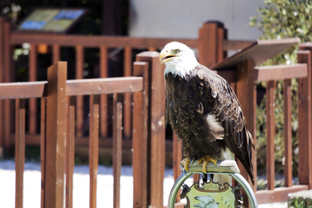 A beautiful North American Bald Eagle.