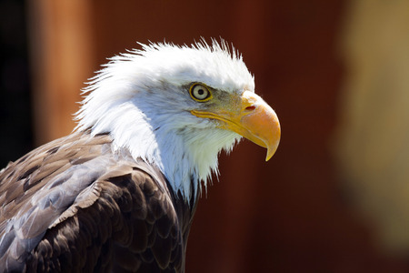 A beautiful North American Bald Eagle.の写真素材
