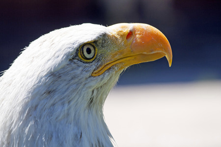 A beautiful North American Bald Eagle.の写真素材