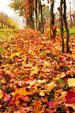 Beautiful colorful vineyard in Italy in autumn.の写真素材