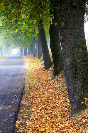 Autumn road in Italy with fog in the morning.の写真素材