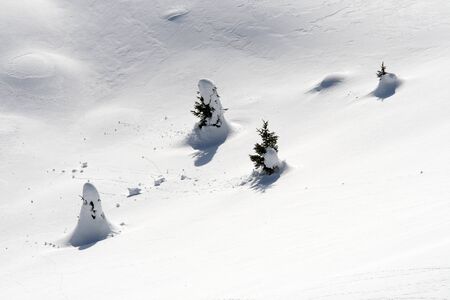 Little christmas trees isolated under snow.の写真素材