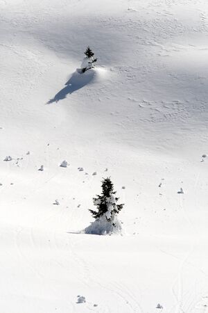 Little christmas trees isolated under snow.の写真素材
