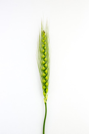 Young wheat ears isolated on a white background.の写真素材