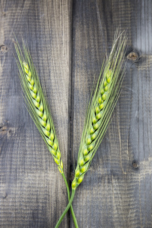 Young wheat ears isolated on a wooden table.の写真素材