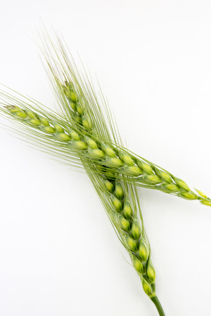 Young wheat ears isolated on a white background.の写真素材