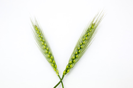Young wheat ears isolated on a white background.の写真素材