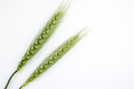 Young wheat ears isolated on a white background.の写真素材