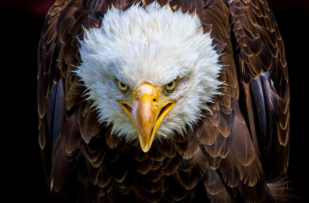 An angry north american bald eagle on black background.の写真素材