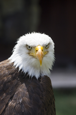 Beautiful north american bald eagle.