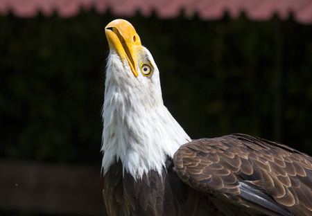 Beautiful north american bald eagle.の写真素材