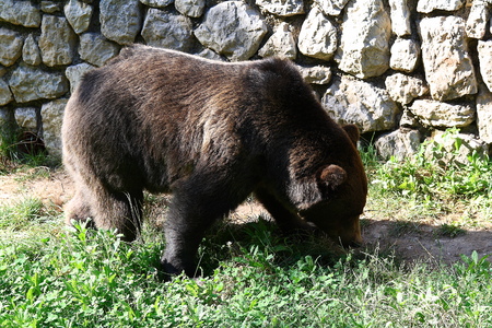 An hungry big brown bear in the zoo.の写真素材