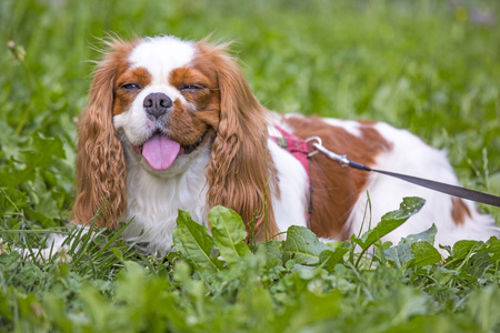 Beautiful dog cavalier king charles spaniel in the grass background.の写真素材