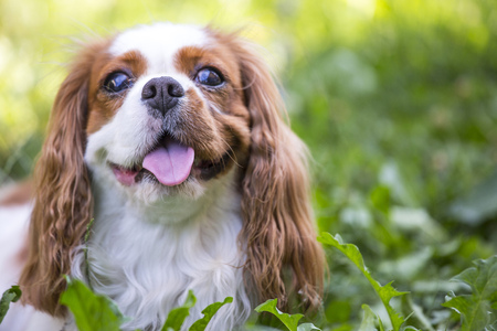 Beautiful dog cavalier king charles spaniel in the grass background.の写真素材
