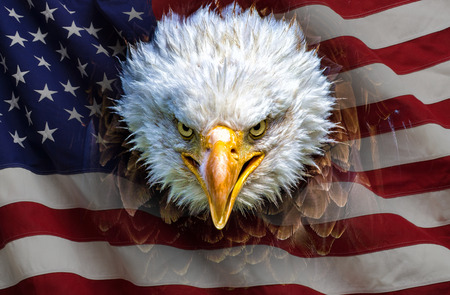 An angry north american bald eagle on american flag.の写真素材