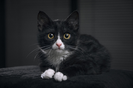 kittenの写真素材