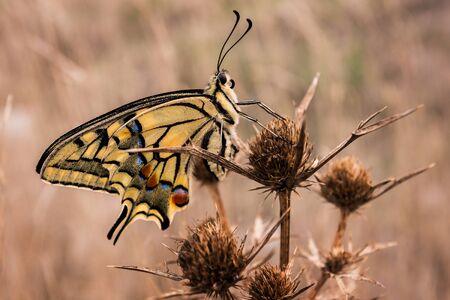 A gentle butterfly waiting for the Sun to Set