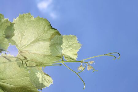 Vine leaves; blue sky as backgroundの写真素材