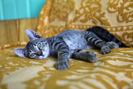 Kitten on the couchの写真素材